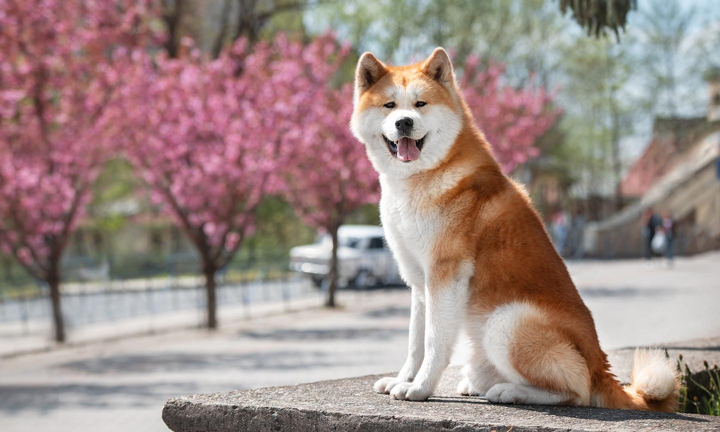 Akita inu