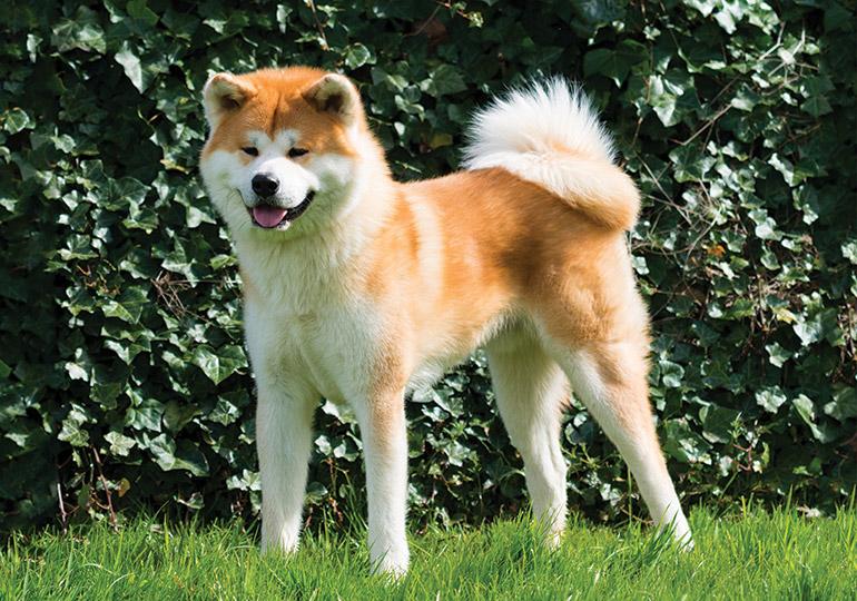 Akita japonais inu