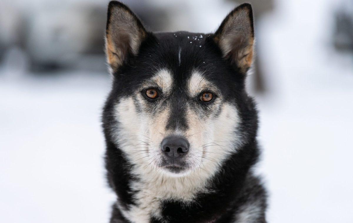 Husky d'Alaska