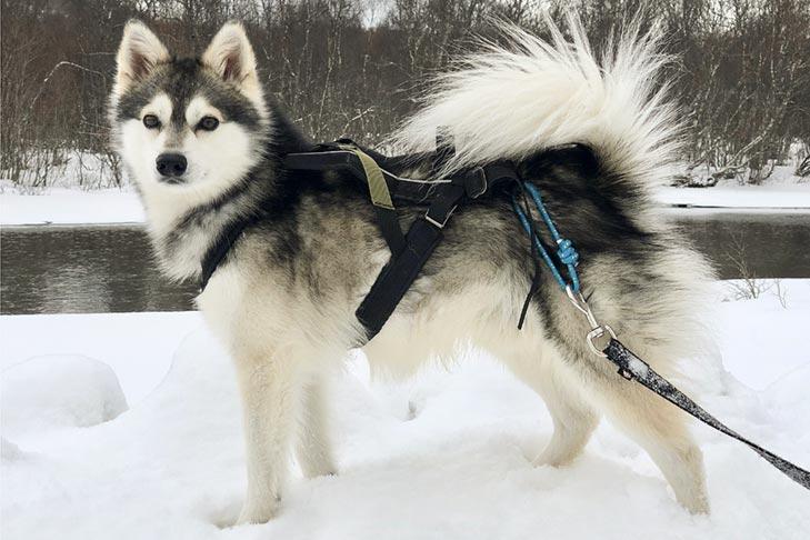 Alaska Klee Kai