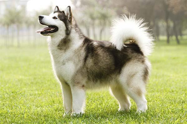Alaska Malamute