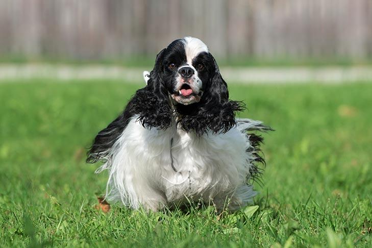 American Cocker Spaniel