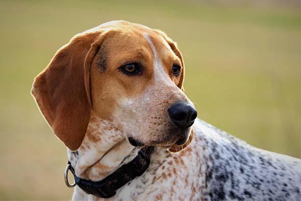COONHOUND ANGLAIS