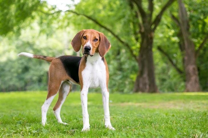 American Foxhound