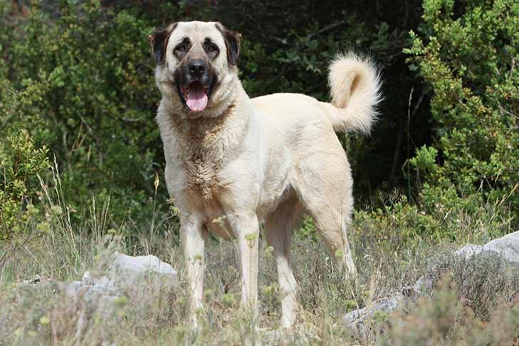 Chien de berger anatolien