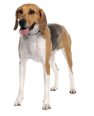 Anglo-Francais de Petite Venerie