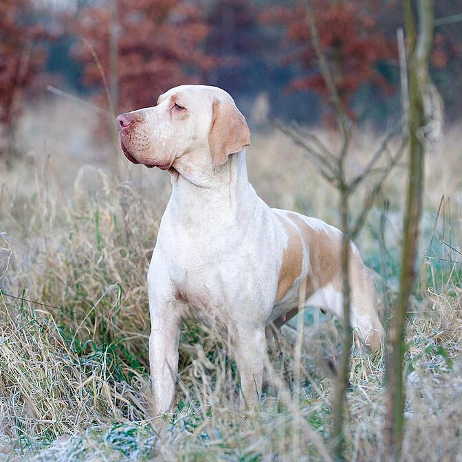 Ariege pointant un chien