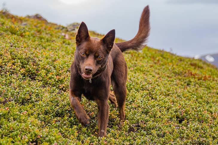 Kelpie australienne