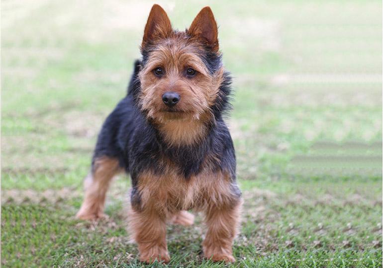 Terrier australien