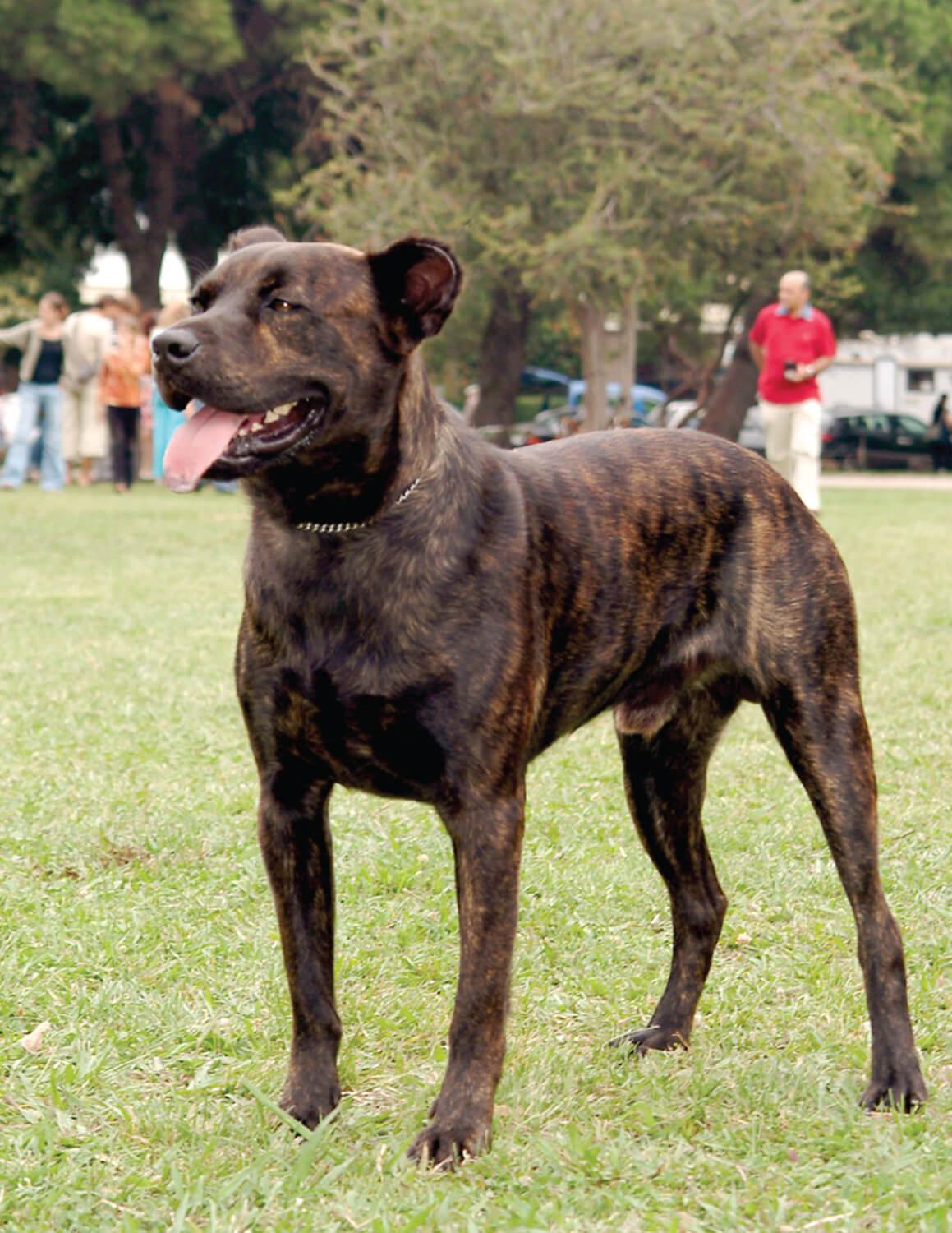 Chien de bétail Açores