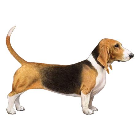 Basset Artesien Normand