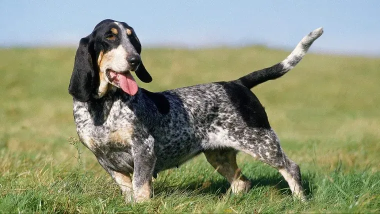 Basset Bleu de Gascogne