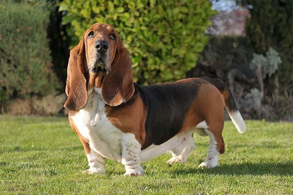 Chien de basset