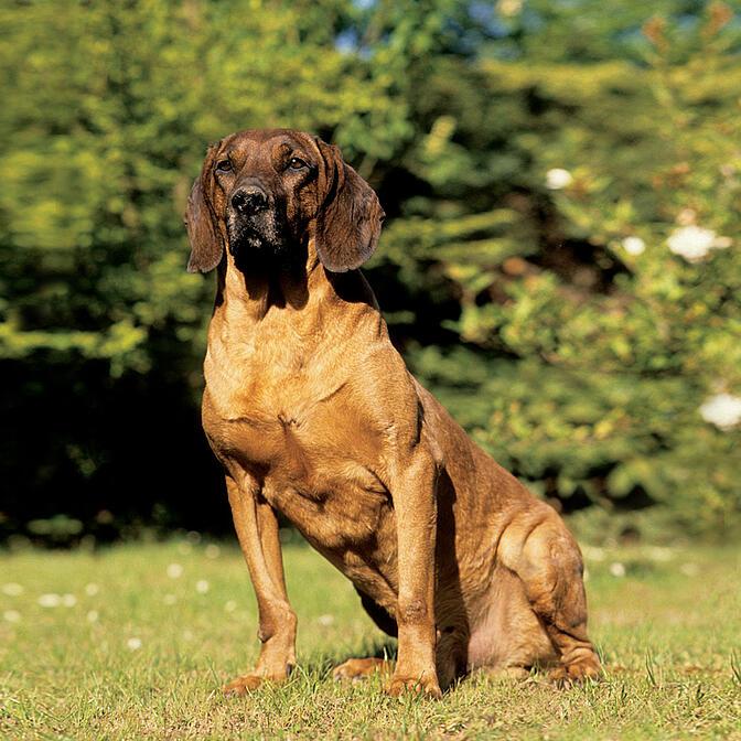 Bayrischer Gebirgsschweisshund