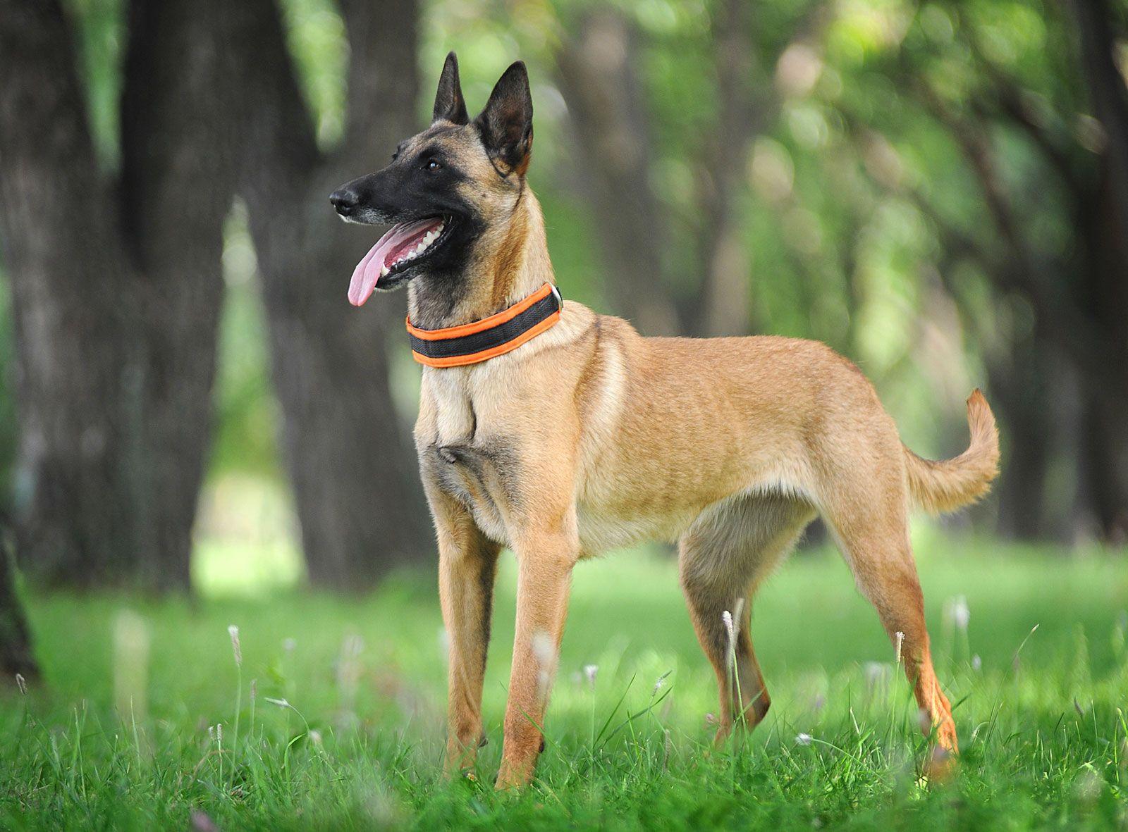 Malinois belge