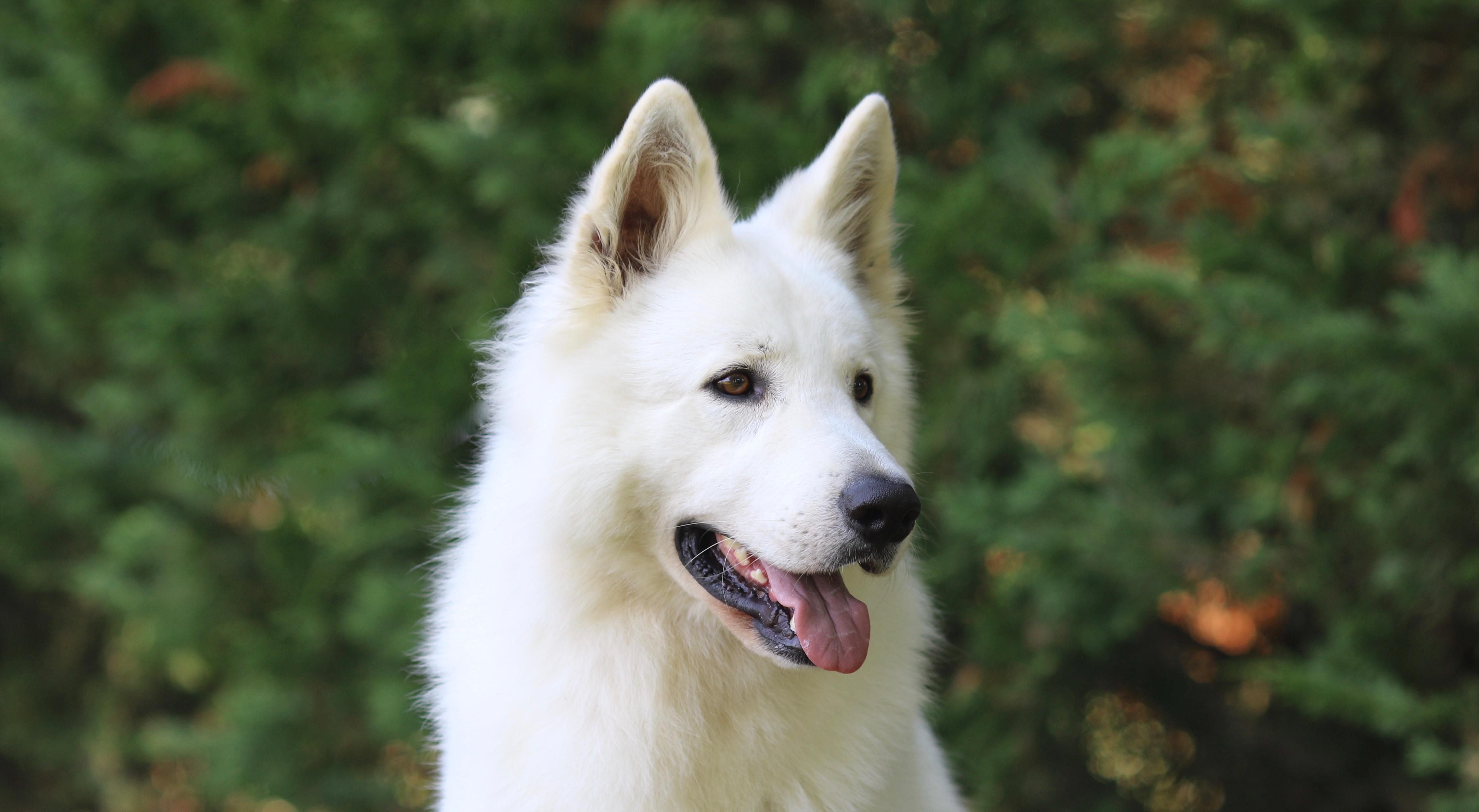 Berger Blanc Suisse