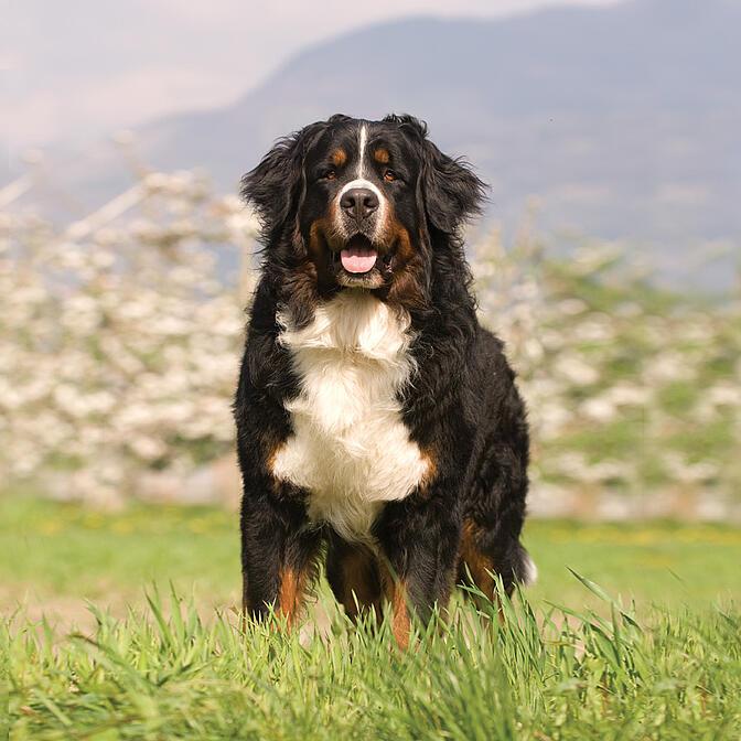 Bernese Neiderlaufhund