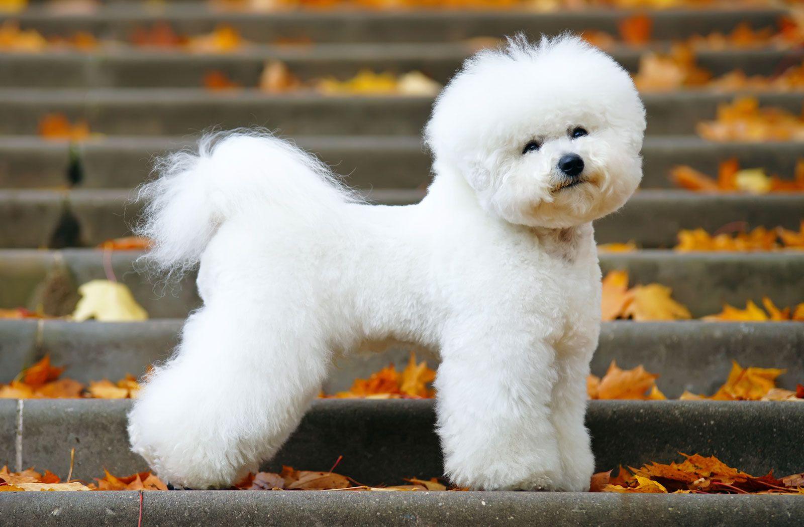 Bichon un réfrigérateur
