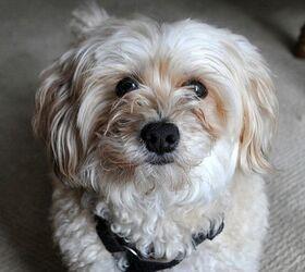 Bichon Yorkie