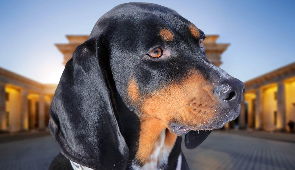 Chien de forêt noire