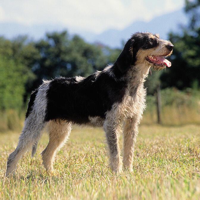 Gasconie bleue Griffon