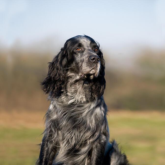 Spaniel picardy bleu
