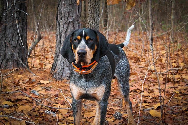 Bluetick Coonhound