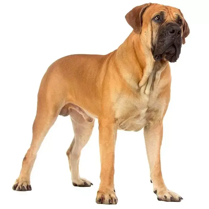 Boerboel