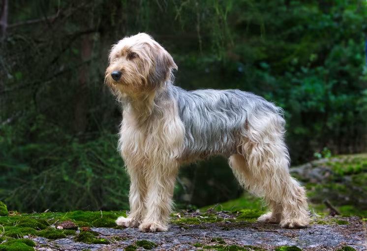 Bosanski Ostrodlaki Gonic Barak