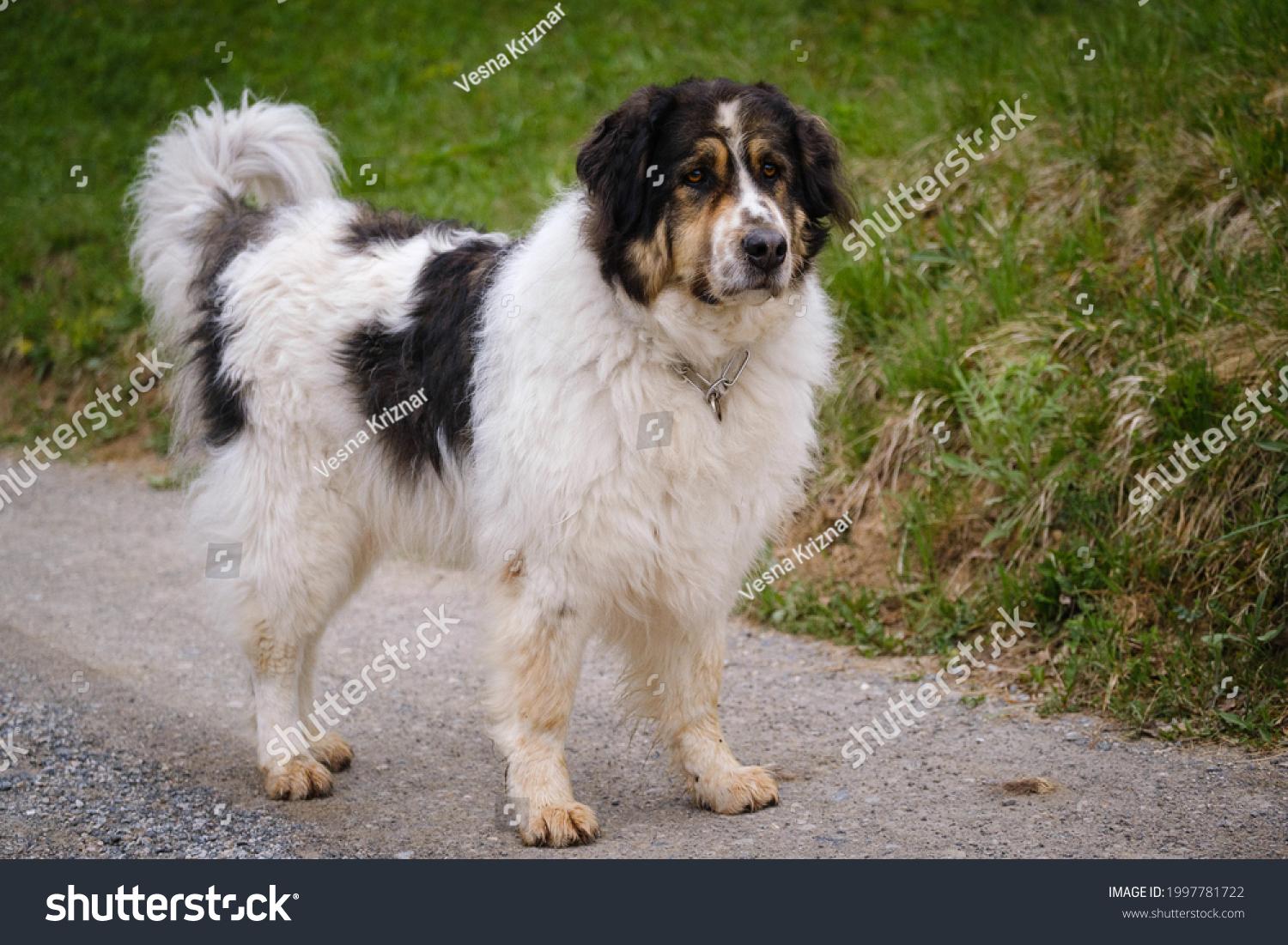 Bosnian et Herzegovinian-Croatie Shepherd Dog