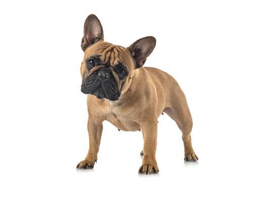 Bouledogue Francais