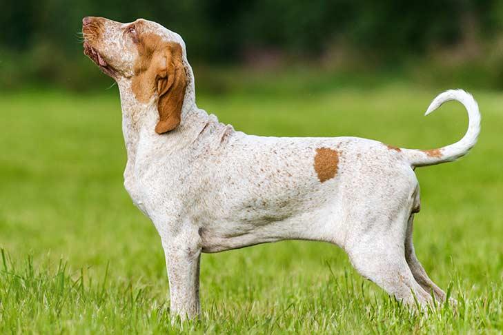 Bracco Italiano