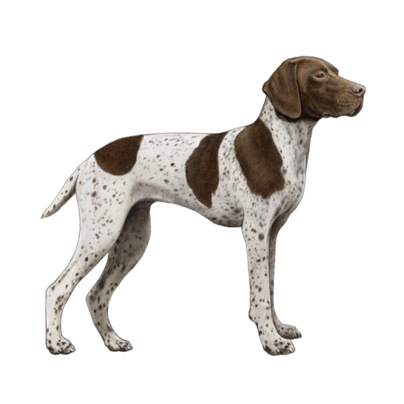 Braque Francais, Type Pyrénées