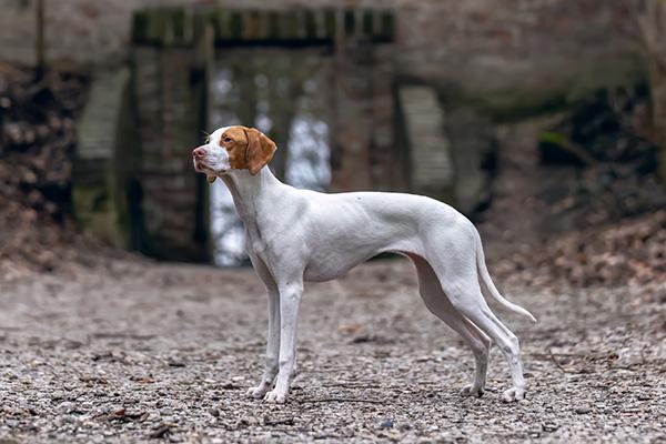 Braque Saint-Germain