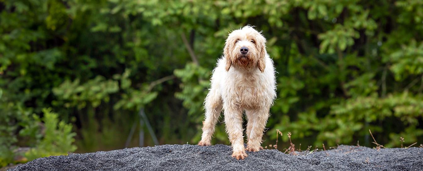 Briquet Griffon Vendeen