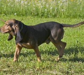 Bruno Jura Hound