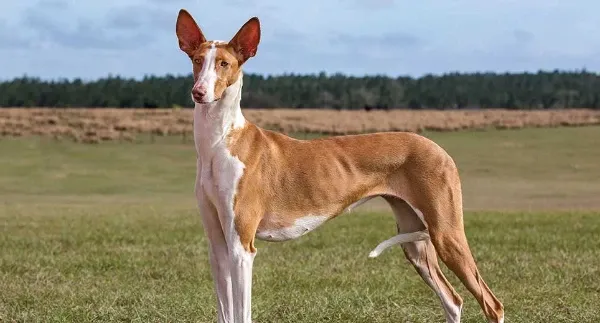 Hound Harren canarien