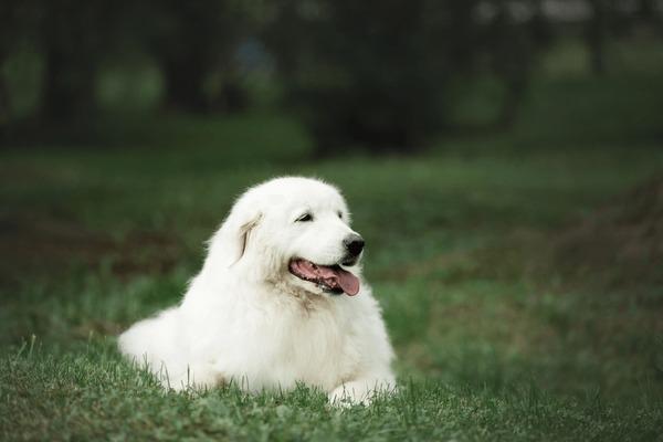 Canne de passore Maremmano-Abruzzese