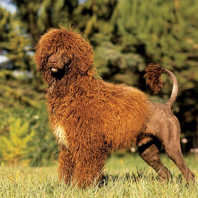 Cão de Água Português