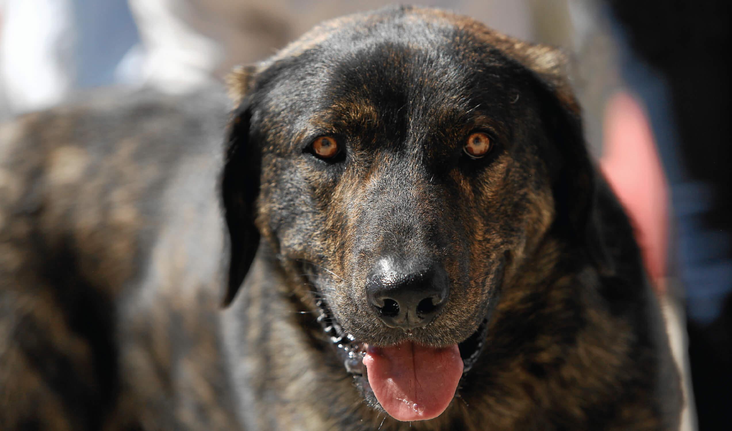 Cão de Castro Laboreiro