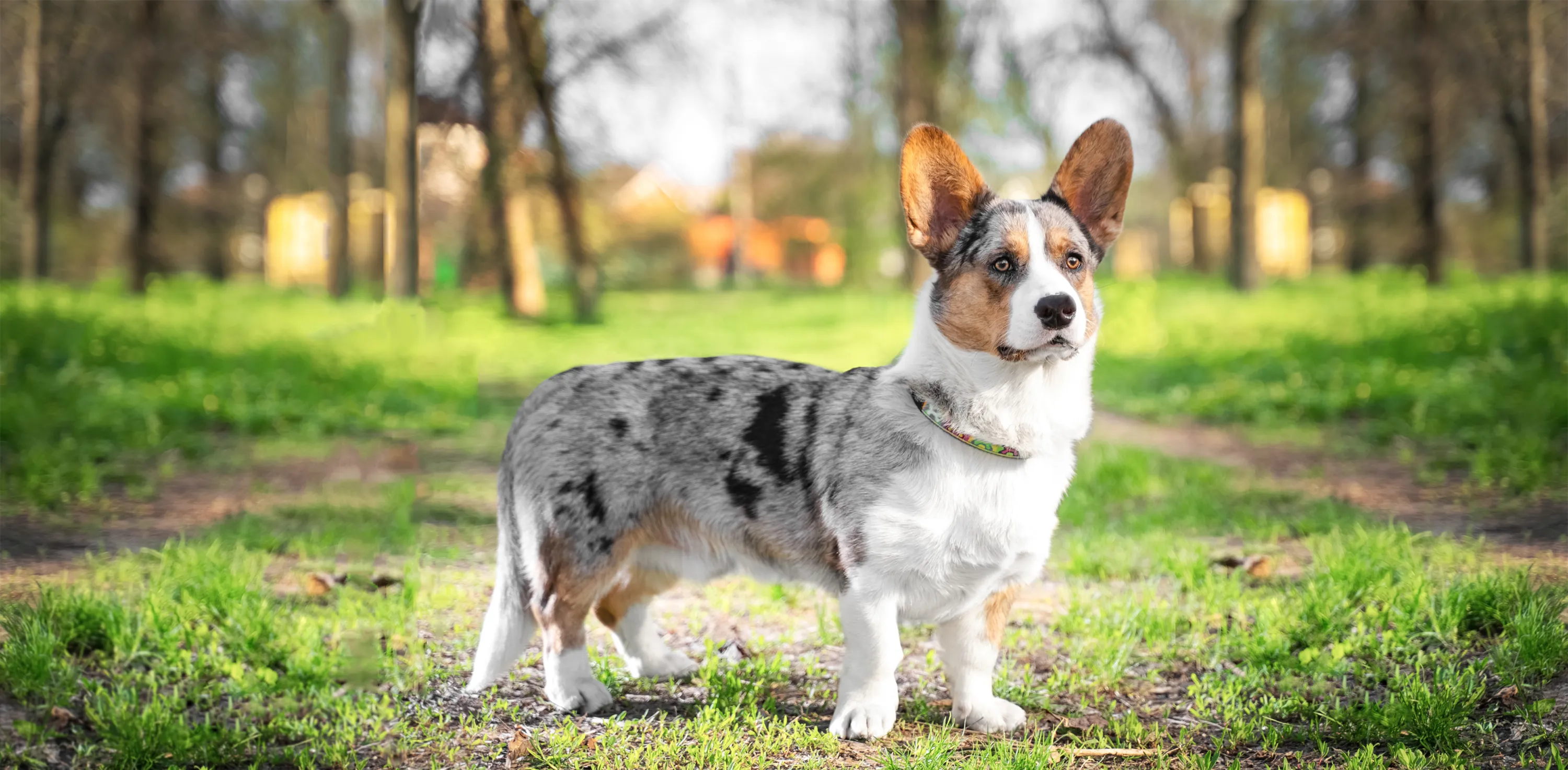 Cardigan gallois corgi