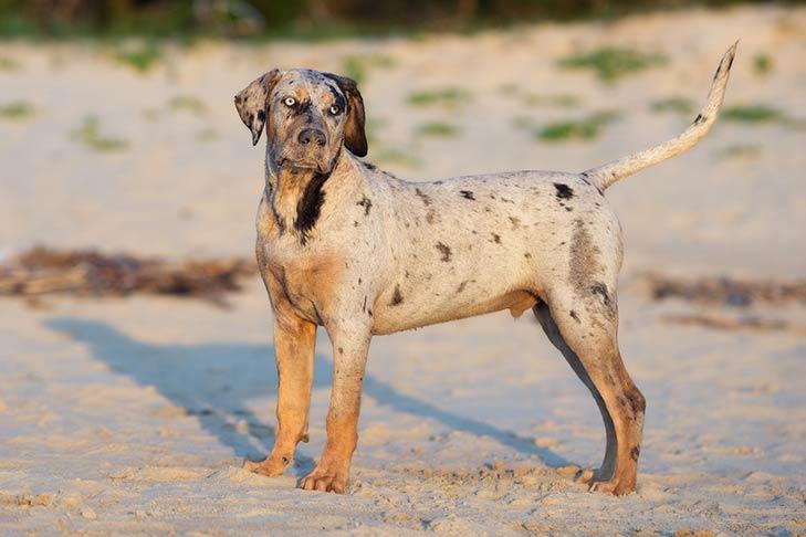 Chien léopard de Catahoula