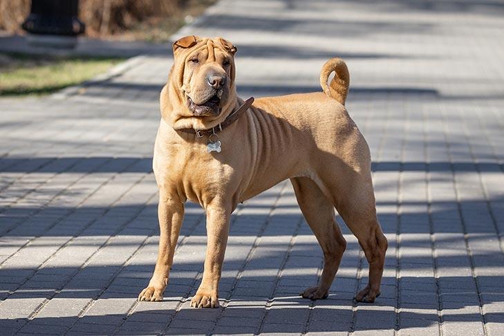 Shar PEI chinois