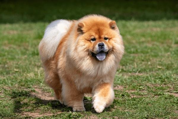 Chow chow