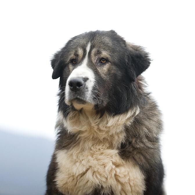 Ciobanesc Romanesc Carpatin