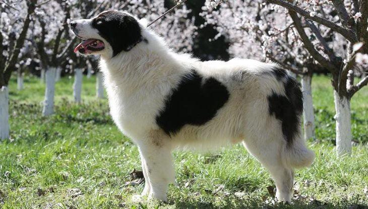 Ciobanesc Romanesc de Bucovina