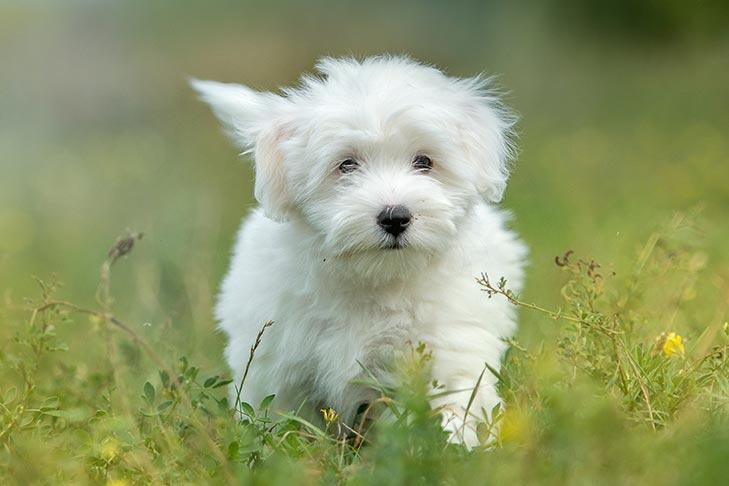 Coton de tulear