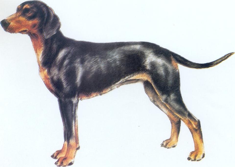 Crnogorski Planinski Gonic