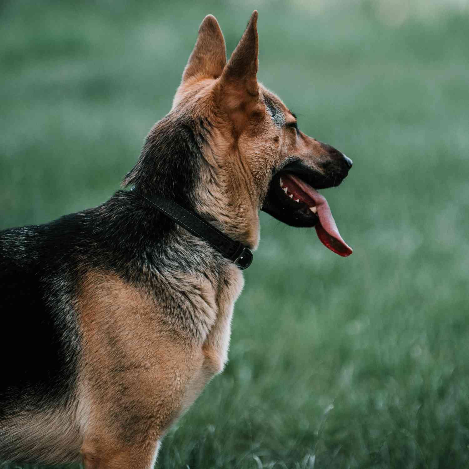 Deutscher Schäferhund