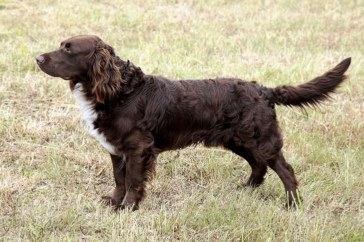 Deutscher Wachtelhund